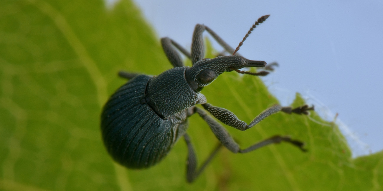 Apionidae: Oxystoma pomonae